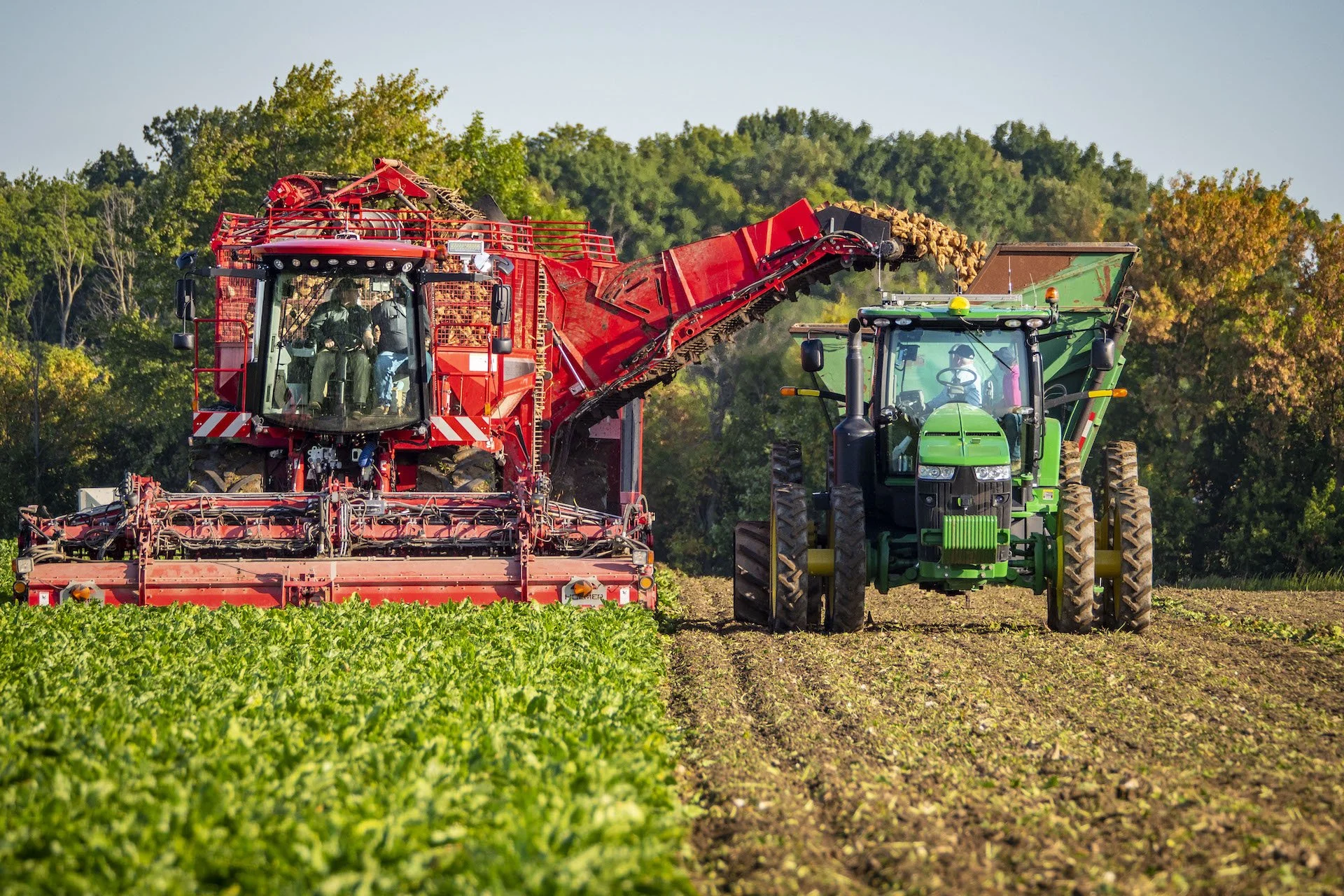 Crveni kombajn za &scaron;ećernu repu i zeleni traktor rade na polju.